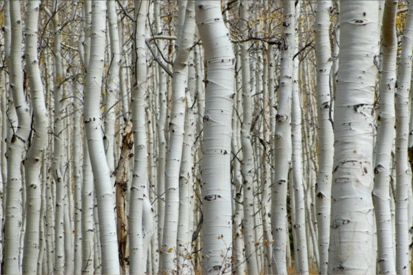 Dense forest wallpaper with tall Aspen trees, white bark, black knots and scars. Vertical pattern of trunks. Subtle yellow leaves hints. Minimal ground visibility. Repetitive design elements in grayscale and yellow tones.