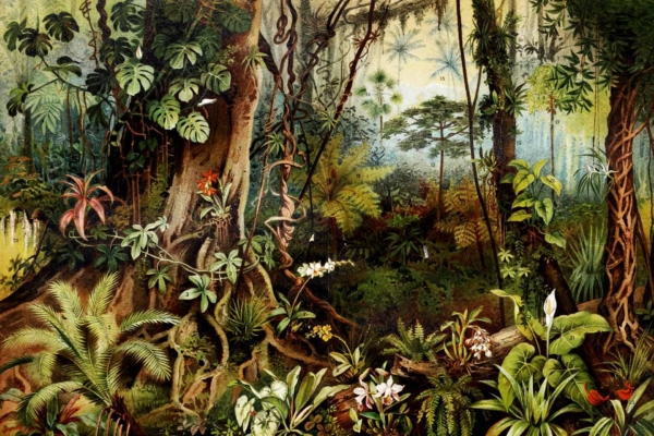 Wallpaper: Lush tropical rainforest scene. Features: dense green plants, ferns, flowering orchids (pink, white), vines hanging from tall trees. Forest floor: diverse vegetation. Background: misty light filtering through canopy shades of green with pops of floral color and diffused sunlight.