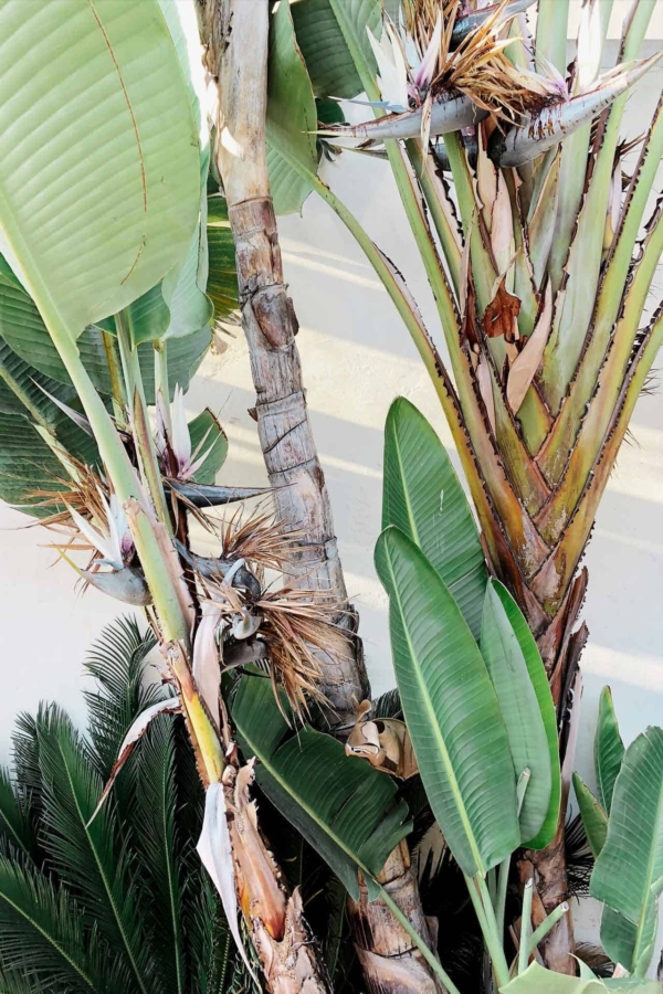 The wallpaper features a light-colored background adorned with large green leaves and a mix of fresh and dried foliage, capturing the essence of a Balinese summer. The pattern includes various shades of green and brown, symbolizing different stages of growth and decay.