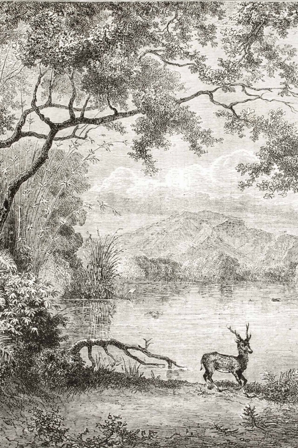 The wallpaper features a detailed black and white etching of a serene natural landscape reminiscent of Balmoral. Key elements include mountains in the background, a calm lake in the center, and a stag standing at the lake's edge. Framing trees and scattered clouds fill the sky. The monochromatic design emphasizes intricate textures and contrasts, making it easily recognizable for search functions seeking "black and white nature wallpaper" with specific elements like "mountains," "lake," "stag," "trees," and "clouds.