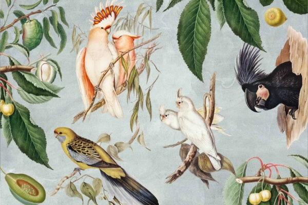 Visual Description of Wallpaper:
- **Birds:**
- **White Cockatoos**: Two, each with an orange crest.
- **White Birds**: Paired, possessing yellow faces.
- **Black Bird**: One, notable for its large beak.
- **Green and Yellow Parrot**: One, vibrant colors.
- **Branches and Foliage**:
- Lush green leaves.
- Branches interwoven among birds.
- **Fruit Elements**:
- Scattered fruits nestled among branches and leaves.
*Color Palette Highlights*: White (cockatoos, white birds), Orange (crests), Yellow (bird faces & parrot hues), Black (large-beaked bird), Green (parrot and leaves).
Use terms like "bird wallpaper with branches," "cockatoo wallpaper," "black bird with large beak illustration," or "green parrot in foliage design" to find similar wallpaper.