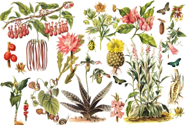 A vibrant wallpaper collage featuring an array of botanical illustrations. Plants include tall spiky leaves, delicate blooms, and various cacti. Colors range from lush greens and bright yellows to deep reds and soft pinks. Bugs like beetles and butterflies add intricate details with their vivid hues.