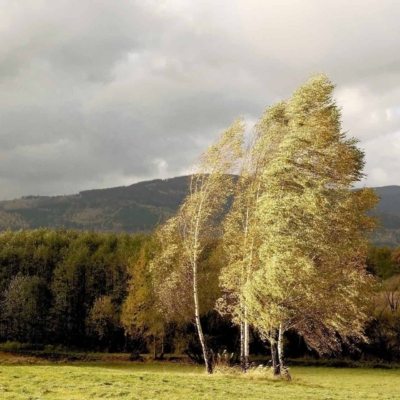 Wallpaper:  
- Three tall trees
- Leaves blowing in wind
- Grassy field
- Forested hills backdrop
- Cloudy sky
- Partly sunny lighting, highlighted sunlight on breezy trees  
Colors: green, brown (trees), various greens (leaves, grass), dark green/blue (hills), white/gray (clouds), warm yellow sunlight.