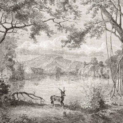 A detailed black-and-white illustration of a tranquil forest scene features a serene small body of water with gentle waves. In the foreground, a graceful deer stands near the water's edge, its reflection shimmering slightly on the surface. Lush trees with overhanging branches frame the scene, creating an archway effect that evokes historical memories reminiscent of old-world nature art. Shadows and light play through the leaves, adding depth and texture to the foliage. The background showcases majestic mountains that rise gently into view, adding an air of serene grandeur to this picturesque landscape found in vintage wallpaper designs.
Elements:
1. Black-and-white color scheme
2. Tranquil forest setting
3. Small body of water
4. Deer at water's edge
5. Overhanging tree branches
6. Archway effect from trees
7. Reflections on water surface
8. Mountains in background
9. Historical ambiance
Colors:
- Shades of black and white (grayscale variety)