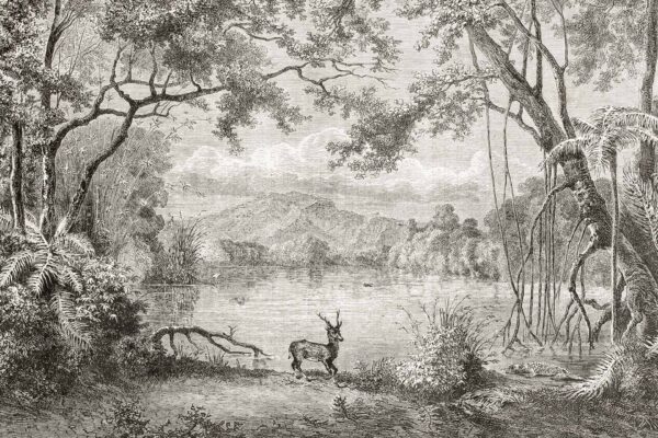 A detailed black-and-white illustration of a tranquil forest scene features a serene small body of water with gentle waves. In the foreground, a graceful deer stands near the water's edge, its reflection shimmering slightly on the surface. Lush trees with overhanging branches frame the scene, creating an archway effect that evokes historical memories reminiscent of old-world nature art. Shadows and light play through the leaves, adding depth and texture to the foliage. The background showcases majestic mountains that rise gently into view, adding an air of serene grandeur to this picturesque landscape found in vintage wallpaper designs.

Elements:
1. Black-and-white color scheme
2. Tranquil forest setting
3. Small body of water
4. Deer at water's edge
5. Overhanging tree branches 
6. Archway effect from trees 
7. Reflections on water surface 
8. Mountains in background 
9. Historical ambiance

Colors:
- Shades of black and white (grayscale variety)