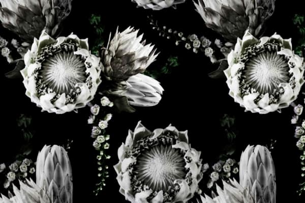 Stunning black background wallpaper adorned with large, blooming white flowers featuring spiky petals and intricate centers. Smaller, delicate white buds interspersed among the larger flowers enhance the elegance. Key elements: black background, large white blooms, spiky petals, intricate centers, delicate white buds.