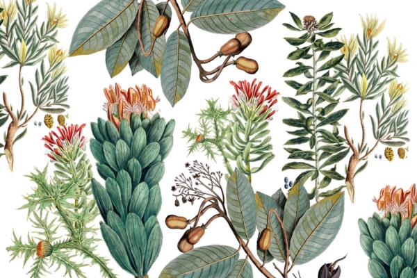 Wallpaper description: Botanical illustration of Cedarburg's natural beauty with detailed leaves, buds, and blossoms in shades of green, yellow, orange, red, and brown. Various plants showcase textures and structures against a white background.