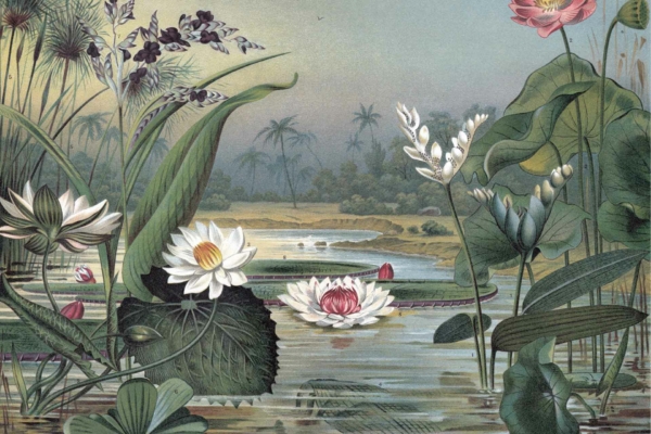Illustration features: Tranquil pond wallpaper, blooming water lilies, aquatic plants, tall grasses, palm trees backdrop, lush greenery, soft cloudy sky.
Colors: Soothing blues and greens for water and sky, vibrant pinks and whites for water lilies, earthy browns and greens for plants and palms.
Keywords: serene pond wallpaper, peaceful nature scene background.