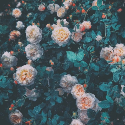Wallpaper features: Enchanting garden scene with numerous blooming roses in various stages of growth. Soft, peachy-pink petals contrasted against lush, deep green foliage. Moody and atmospheric feel with rich, saturated colors. Serene beauty of a Company Garden highlighted by intricate floral details and vibrant hues.