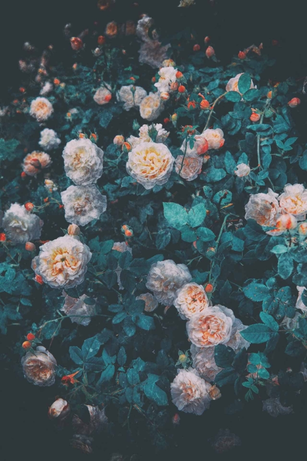 Wallpaper features: Enchanting garden scene with numerous blooming roses in various stages of growth. Soft, peachy-pink petals contrasted against lush, deep green foliage. Moody and atmospheric feel with rich, saturated colors. Serene beauty of a Company Garden highlighted by intricate floral details and vibrant hues.