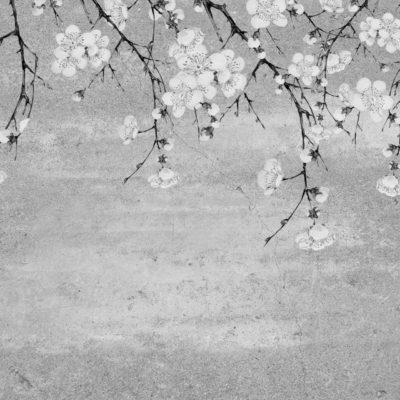 Black and white wallpaper of delicate cherry blossom branches with numerous flowers and buds cascading from the top edge. Set against a textured concrete background, it creates a serene, elegant Chinoiserie-inspired composition. Elements: cherry blossoms, branches, flowers, buds, textured concrete. Colors: black, white.