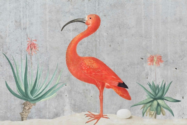 Wallpaper elements:
- Tall, vibrant orange bird
- Long, curved beak
- Sandy ground
- Two green aloe plants with orange flowers
- White egg near the bird's feet
- Textured gray background
Colors:
- Orange (bird and flowers)
- Green (aloe plants)
- White (egg)
- Gray (background)