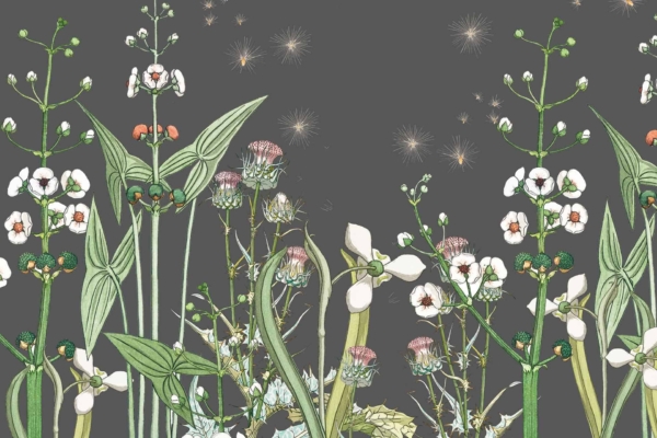 Illustration of various flowering plants with white, pink, and green hues on a dark background. The intricate details highlight clusters of flowers and tall, leafy stems. Sporadic sparkling elements float around the plants, adding a whimsical touch reminiscent of Dandi Days. Highlighted elements: flowering plants, white flowers, pink flowers, green leaves, dark background, intricate details, clusters of flowers, tall stems, sparkling elements.