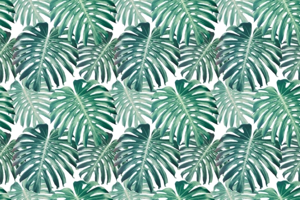 Seamless wallpaper pattern with large, lush green Delicious Monster leaves overlapping against a white background. The monstera leaves vary in shades of green and arrangement for a natural, tropical look. Key elements: lush green, Delicious Monster leaves, white background, overlapping foliage.