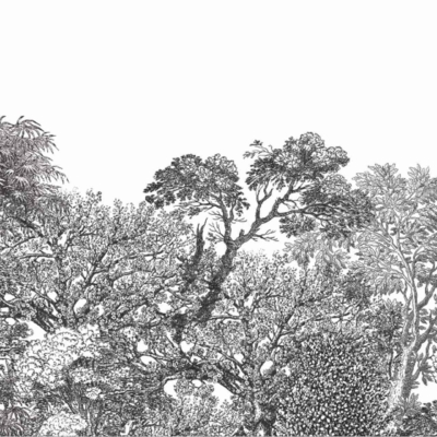 A detailed black and white illustration captures a lush forest canopy with an array of tree species exhibiting dense foliage. The intricate drawing spotlights diverse leaves, winding branches, and rich textures to portray the vibrant nature travel destination. Highlighted elements in the wallpaper include:
- Variety of tree species
- Dense leaf patterns
- Textured branches
- Rich foliage diversity
Colors found: Primarily black and white tones, offering high contrast to emphasize details.
