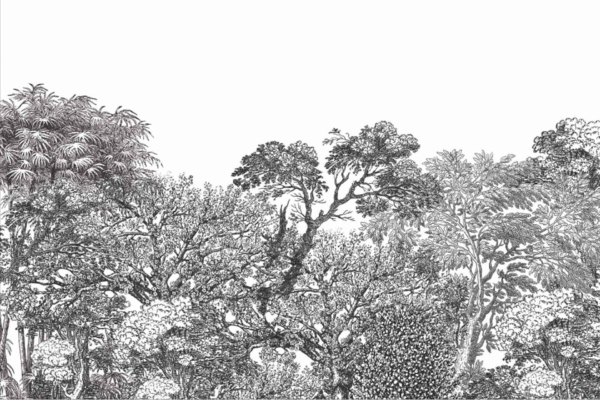 A detailed black and white illustration captures a lush forest canopy with an array of tree species exhibiting dense foliage. The intricate drawing spotlights diverse leaves, winding branches, and rich textures to portray the vibrant nature travel destination. Highlighted elements in the wallpaper include:
- Variety of tree species
- Dense leaf patterns
- Textured branches
- Rich foliage diversity
Colors found: Primarily black and white tones, offering high contrast to emphasize details.