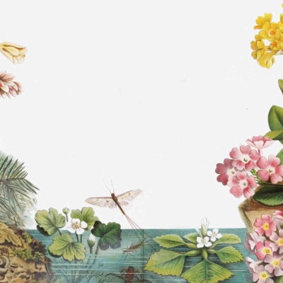 A botanical wallpaper illustration featuring a central water body surrounded by various vibrant plants and flowers. On the right, prominent yellow and pink blooms stand out, while the left side is adorned with intricate green foliage and additional colorful blooms. Dragonflies are depicted in motion, with one delicately hovering above the sparkling water. Key elements include central water body, yellow and pink flowers, intricate foliage, green plants, dragonflies.