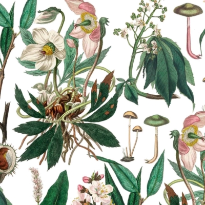 Botanical wallpaper features detailed illustrations of plants and fungi on a white background. Includes flowers with white and pink petals, green leaves, mushrooms with long stems, and seed pods. Whimsical fairy garden vibe.