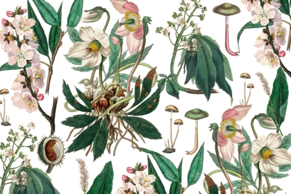Botanical wallpaper features detailed illustrations of plants and fungi on a white background. Includes flowers with white and pink petals, green leaves, mushrooms with long stems, and seed pods. Whimsical fairy garden vibe.