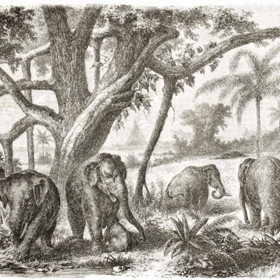 The wallpaper showcases a detailed black and white illustration of a family of five elephants in a dense jungle. Surrounding them are large trees with winding branches and lush foliage, indicating a rich, tropical environment. In the background, additional trees and plant life fill the scene, enhancing the depth and richness of nature's grand dinner setting. The colors are primarily black and white, with intricate shading to highlight details such as tree bark texture and leaf patterns.