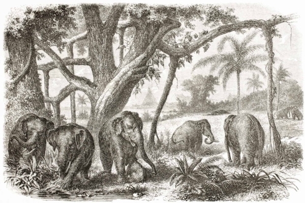 The wallpaper showcases a detailed black and white illustration of a family of five elephants in a dense jungle. Surrounding them are large trees with winding branches and lush foliage, indicating a rich, tropical environment. In the background, additional trees and plant life fill the scene, enhancing the depth and richness of nature's grand dinner setting. The colors are primarily black and white, with intricate shading to highlight details such as tree bark texture and leaf patterns.