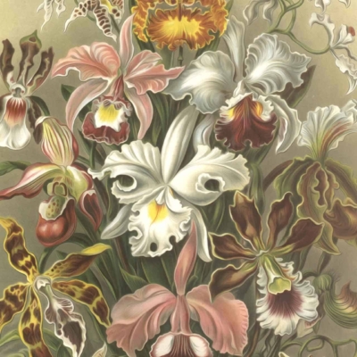 Create a botanical illustration wallpaper showcasing vibrant orchids in full bloom. Highlight these elements and colors for search visibility:
- Orchids with white, pink, yellow, and brown blossoms.
- Flowers displaying intricate patterns and delicate petals.
- Set against a light green, textured background.

This wallpaper features detailed depictions of orchid varieties in an array of vivid hues and complex designs.