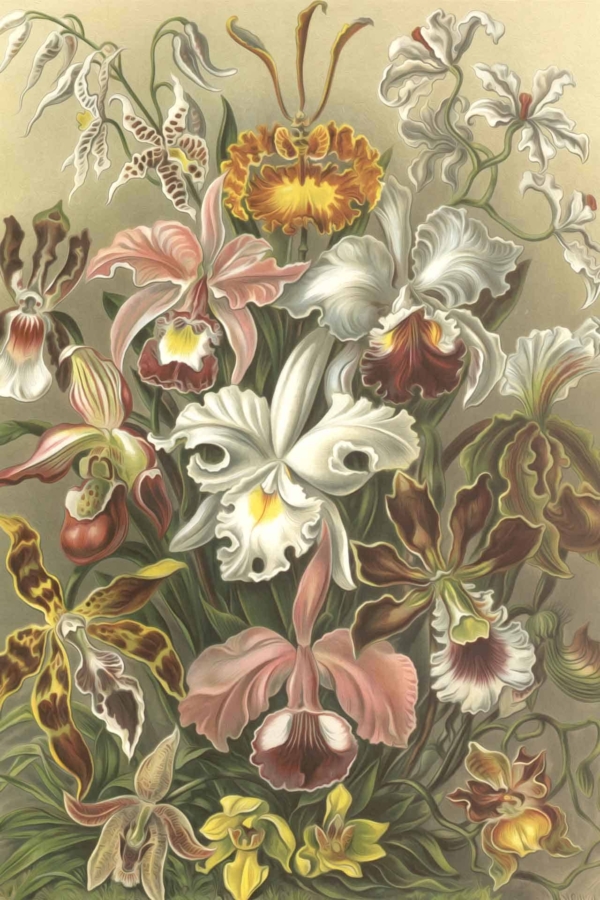 Create a botanical illustration wallpaper showcasing vibrant orchids in full bloom. Highlight these elements and colors for search visibility:
- Orchids with white, pink, yellow, and brown blossoms.
- Flowers displaying intricate patterns and delicate petals.
- Set against a light green, textured background.
This wallpaper features detailed depictions of orchid varieties in an array of vivid hues and complex designs.