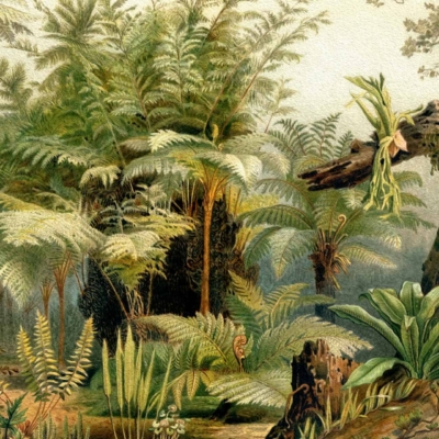 Wallpaper features a lush, tropical forest scene with dense vegetation. Dominated by towering tree ferns in the background, it includes various types of ferns and large-leafed plants. Greenery carpets the forest floor, scattered with fallen logs and mossy rocks. Fantasy-like setting with rich greens, deep browns, and touches of vibrant earthy tones throughout.