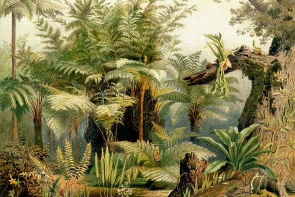 Wallpaper features a lush, tropical forest scene with dense vegetation. Dominated by towering tree ferns in the background, it includes various types of ferns and large-leafed plants. Greenery carpets the forest floor, scattered with fallen logs and mossy rocks. Fantasy-like setting with rich greens, deep browns, and touches of vibrant earthy tones throughout.