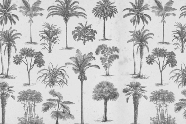 This wallpaper showcases a seamless pattern of hand-drawn palm trees with detailed illustrations. The trees are evenly spaced on a light background, featuring shades of black and grey, which create a classic botanical artwork aesthetic. Keywords: palm tree pattern, hand-drawn, black and grey, light background, botanical wallpaper.
