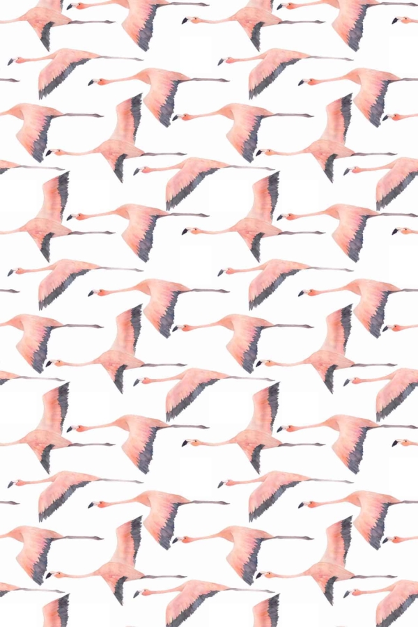 Flying pink flamingos, white background, outstretched wings, shades of pink feathers, black feather accents.