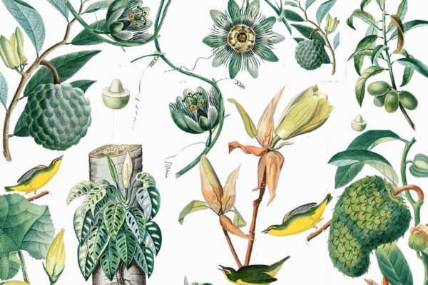 Vintage botanical wallpaper featuring passion flowers, soursop fruit, green leaves, small yellow birds on branches. Detailed illustrations against a white background. Lush Formosa-inspired landscape elements and colors: vibrant greens, delicate flower hues, and bright yellow birds.