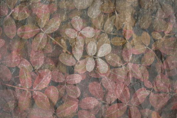Abstract, textured wallpaper featuring overlapping and layered delicate pink and brown leaves. The seemingly random arrangement creates a soft, dreamy effect with a muted color palette. The ethereal design has a fossil-like, aged look. Key elements include: delicate leaves, pink and brown colors, textured layers, soft focus, muted tones, dreamy aesthetic.