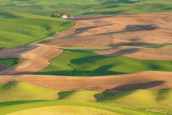 Aerial view wallpaper of Palouse's rolling hills; green and brown fields, soft sunlight, white farmhouse amidst greenery, serene and picturesque, expansive landscape.