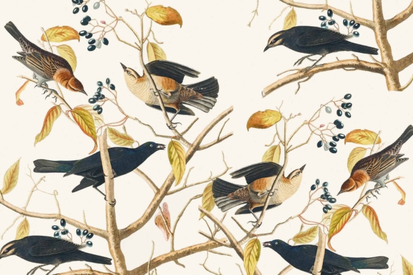 A wallpaper featuring several blackbirds with distinctive yellow-brown patches on their wings, perched elegantly on branches adorned with vibrant yellow leaves and dark purple berries. The background is a soothing light cream color that accentuates the rich, natural hues of the birds and foliage. This enchanting design combines elements like striking blackbirds, vivid yellow-brown wing patches, bright yellow leaves, deep purple berries, all set against a soft cream backdrop to create a visually appealing and inviting scene.