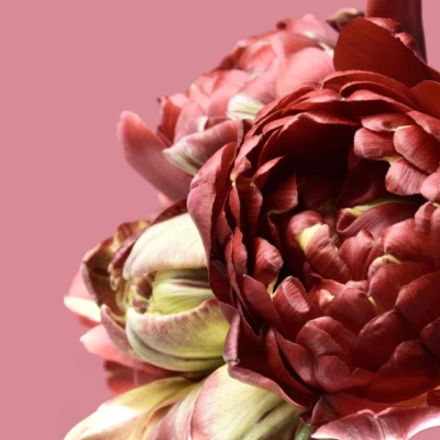 A close-up of a blooming deep red and green peony flower set against a smooth pink background. The vibrant petals showcase intricate details, reminiscent of delicate artistry, contrasting beautifully with the backdrop. Elements include deep red and green hues, detailed floral patterns, and a soothing pink canvas.