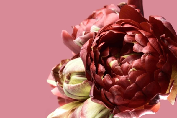 A close-up of a blooming deep red and green peony flower set against a smooth pink background. The vibrant petals showcase intricate details, reminiscent of delicate artistry, contrasting beautifully with the backdrop. Elements include deep red and green hues, detailed floral patterns, and a soothing pink canvas.