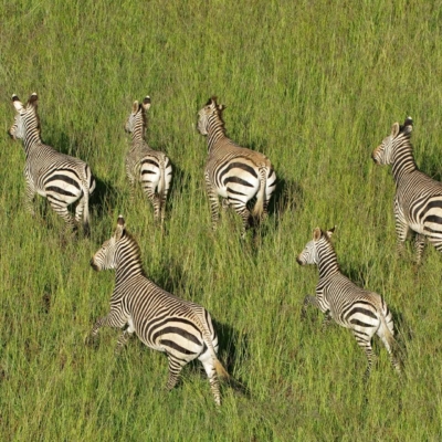 Wallpaper: Aerial view, group of zebras, tall green grass, grassy field. Black and white stripes contrast vividly with vibrant green background. Zebras moving in all directions, displaying natural elegance.