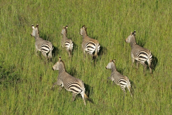 Wallpaper: Aerial view, group of zebras, tall green grass, grassy field. Black and white stripes contrast vividly with vibrant green background. Zebras moving in all directions, displaying natural elegance.