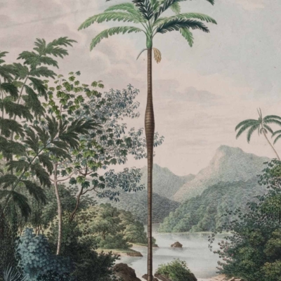 A tall, slender tree with a green leafy top in a lush, mountainous landscape features prominently. Surrounding it are various green plants and foliage. The backdrop includes a river, rocky terrain, and mountains under a partly cloudy sky. Key colors: green, blue (sky), brown (rocks), white (clouds).
