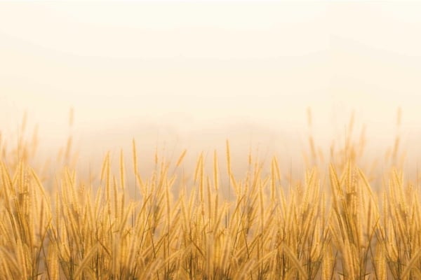 Wallpaper features: tall golden wheat field, swaying gently, pale hazy sky, warm soft light. Serene and tranquil atmosphere with heaven-like embrace. Colors: golden, pale blue, soft light tones.