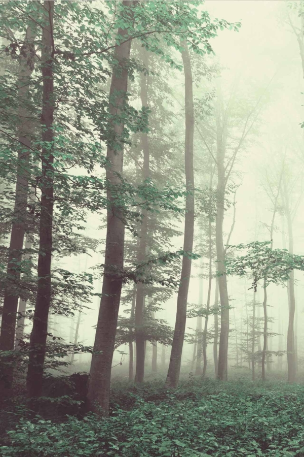 A serene forest wallpaper features tall, slender trees amidst a dense undergrowth of lush green foliage. Enveloped in a light mist, the scene exudes a mystical and tranquil ambiance. The soft, diffused light casts a calm and peaceful atmosphere as if protecting hidden treasures within. Key elements include: **tall trees**, **green foliage**, **light mist**, **diffused light**. Keywords for search: "serene forest wallpaper", "mystical forest", "tranquil ambiance", "hidden treasure".