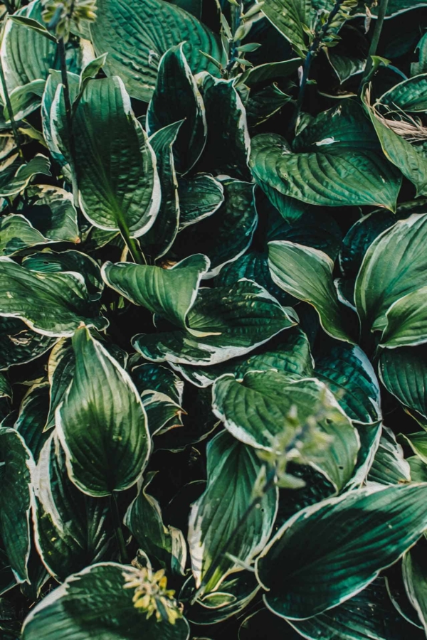Wallpaper highlights lush, green hosta plants with white-edged leaves. Large, overlapping leaves form a dense carpet of foliage. Flower stalks rise among the greenery, adding vertical interest. Predominant colors include rich greens and crisp white accents. Textured appearance with natural elements and floral details throughout the design.
