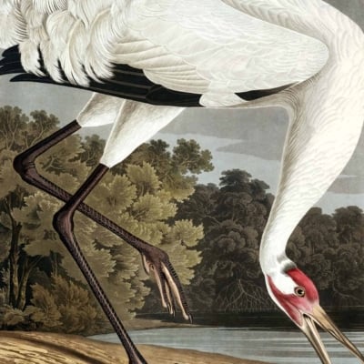 An illustration featuring a large Hooping Crane with a distinctive red patch on its head and long, elegant black legs standing on a sandy bank by water. The crane is pecking at two small lizards on the ground. The background showcases lush green trees and a cloudy sky. Key elements: Hooping Crane, red patch, black legs, sandy bank, water, green trees, cloudy sky. Colors: white (crane), red (head patch), black (legs), beige (sand), green (trees), gray/white (cloudy sky).