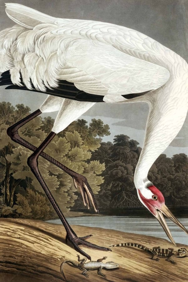 An illustration featuring a large Hooping Crane with a distinctive red patch on its head and long, elegant black legs standing on a sandy bank by water. The crane is pecking at two small lizards on the ground. The background showcases lush green trees and a cloudy sky. Key elements: Hooping Crane, red patch, black legs, sandy bank, water, green trees, cloudy sky. Colors: white (crane), red (head patch), black (legs), beige (sand), green (trees), gray/white (cloudy sky).