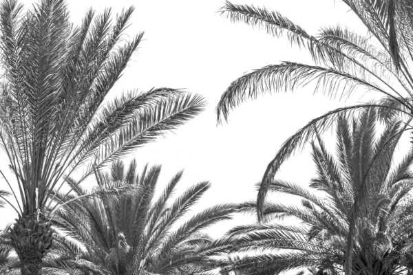 A black and white wallpaper featuring tall palm trees with dense, spread-out fronds. Clear sky backdrop emphasizes the intricate details of the leaves. Key elements: palm trees, dense fronds, clear sky, detailed leaves.