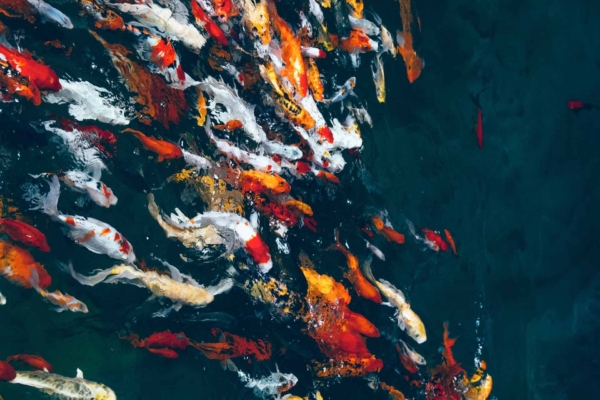 A vibrant wallpaper showcases a lively group of koi fish swimming in a dark pond. The fish display an array of colors including orange, white, black, and red. Their dynamic movements blend with light reflections on the water's surface, creating a mesmerizing pattern. Perfect for adding a touch of nature and motion to your space.