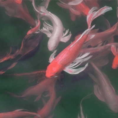 Wallpaper features:
- Colorful koi fish
- Shades of white, pink, and red
- Well-maintained koi pond setting
- Varying sizes and patterns of fish
- Elegant flowing fins on some fish
- Calm water surface reflecting the fish in vivid detail