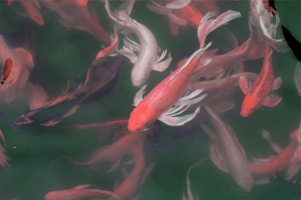 Wallpaper features:
- Colorful koi fish
- Shades of white, pink, and red
- Well-maintained koi pond setting
- Varying sizes and patterns of fish
- Elegant flowing fins on some fish
- Calm water surface reflecting the fish in vivid detail