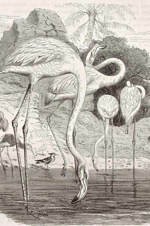 - Five flamingos in various poses
- Three flamingos standing in the water
- One flamingo dipping its beak into the water
- Lush vegetation and palm tree in background
- Rocky formations on left side
- Predominantly pink, green, blue colors